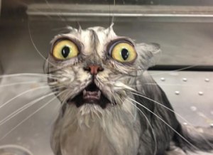 20-Funny-Shocked-Cat-Memes-16